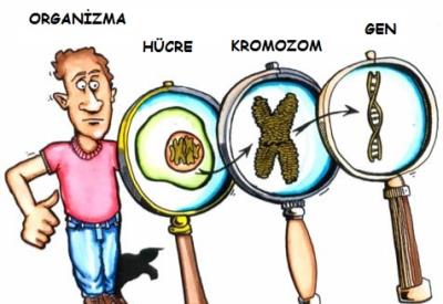 Çok acı bir itiraf: 'GDO'suz gıda imkansız!'