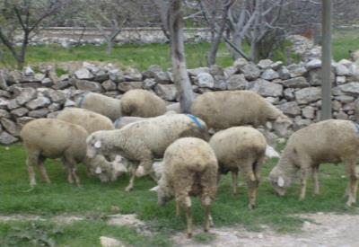 Geleneksel Garanti Markası'nın Kurban Tebliğ'i yayınlandı