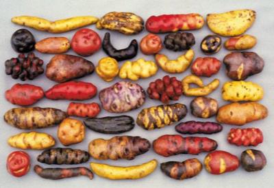 AB'den genleri değiştirilmiş patates yasak