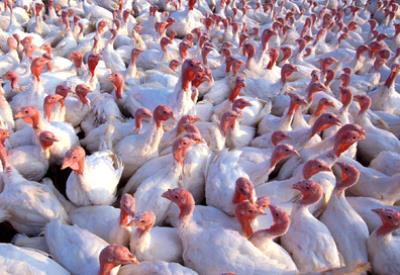 Yeme alışkanlıklarımız büyük bir zulmü maskeliyor.